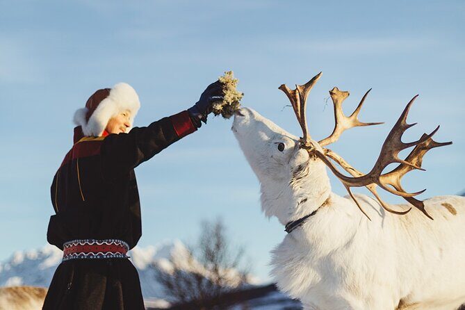Reindeer Sledding and Feeding with Sami Culture in Tromso. - The Sum Up
