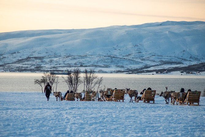 Reindeer Sledding Experience and Sami Culture Tour from Tromso - Introduction: What Makes This Tour Stand Out?