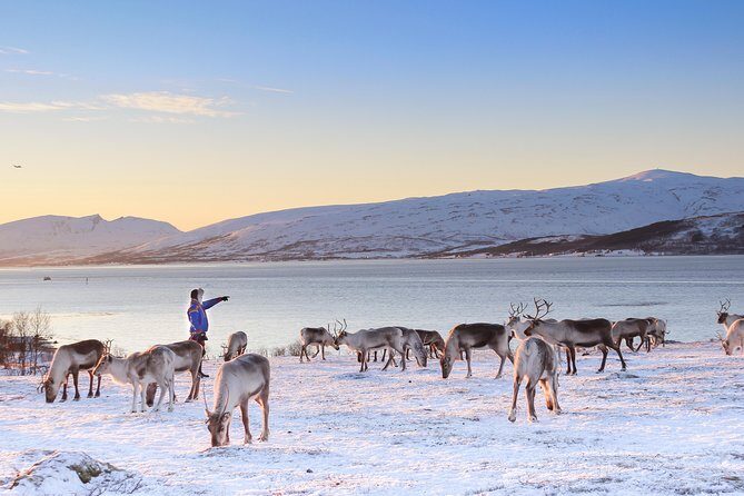 Reindeer Sledding Experience and Sami Culture Tour from Tromso - Practical Tips for Travelers