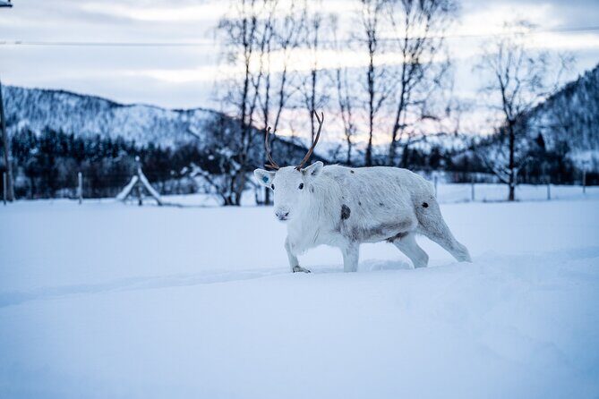 Reindeer Sledding, Feeding And Sami Culture At Reindeer Farm - Who Will Love This Tour?
