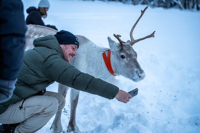 Reindeer Sledding, Feeding And Sami Culture At Reindeer Farm - FAQ