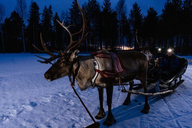 Reindeer sleigh ride across the night in Apukka Resort Rovaniemi - FAQs
