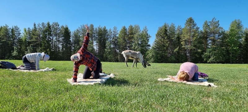 Reindeer yoga in Kuusamo - Learning About Reindeer and Northern Living