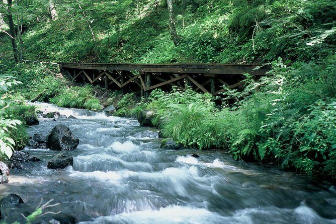 Relax and refresh in Karuizawa Forest! Shinanoji down trekking around two people - The Sum Up