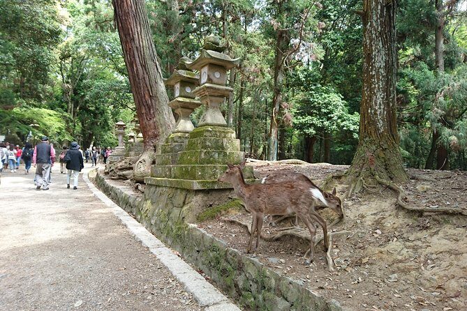 Relax in Nara: Deer Park, Todai-ji Temple and Merchants' Town - A Deep Dive into the Experience