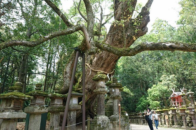 Relax in Nara: Deer Park, Todai-ji Temple and Merchants' Town - Final Thoughts