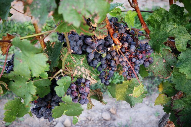 Relaxing Afternoon Wine Tour through Niagara's Wine Country - The Itinerary: What Happens During the Tour