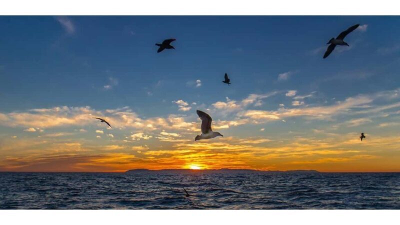 Relaxing Sunset/Evening Cruise in Newport Beach - Why This Cruise Is Worth Considering