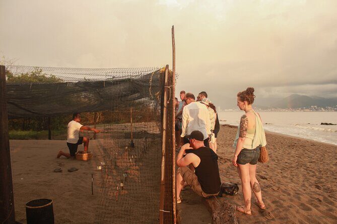 Release of Sea Turtles in Camp Tortuguero - An In-Depth Look at the Tour Itinerary