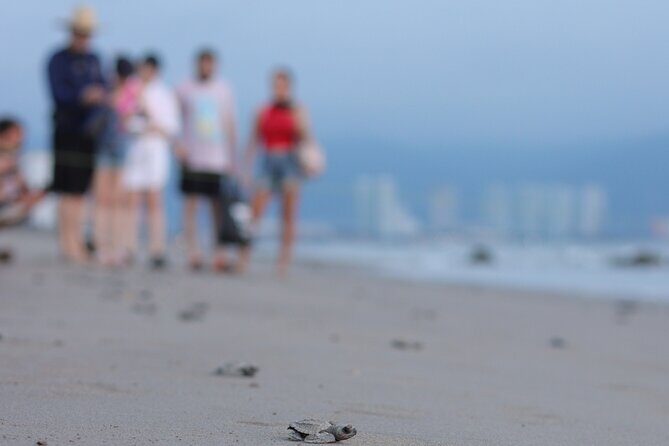 Release of Sea Turtles in Camp Tortuguero - The Experience Beyond the Tour