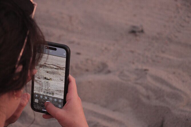 Release of Sea Turtles in Camp Tortuguero - FAQ