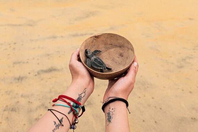 Releasing Turtles During the Sunset - Introducing the Releasing Turtles During the Sunset Tour