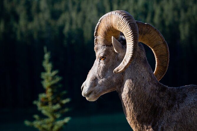 Relive Colorado's Gold Rush Experience - Private Guides - FAQ