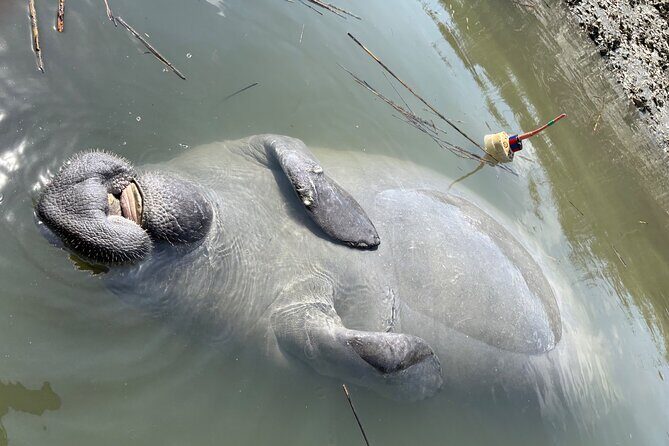 Rent Kayaks in Hilton Head Island - Final Word
