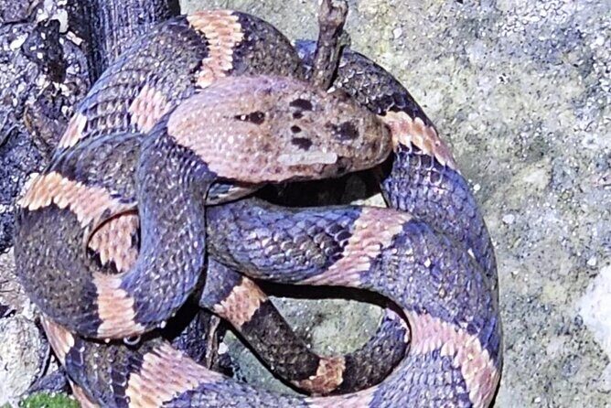 Reptile and Amphibian Night Adventure in Yucatán Jungle - An In-Depth Look at the Reptile and Amphibian Night Adventure