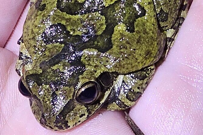 Reptile and Amphibian Night Adventure in Yucatán Jungle - Who Will Love This Tour?