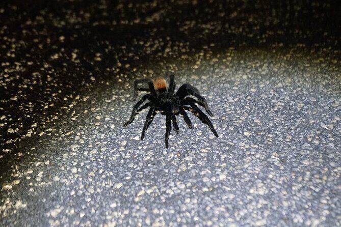 Reptile and Amphibian Night Adventure in Yucatán Jungle - Final Thoughts