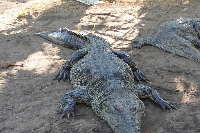 Reptile Eco Tour in Oaxacas Coastal Communities - The Sum Up: Is This Tour Worth It?
