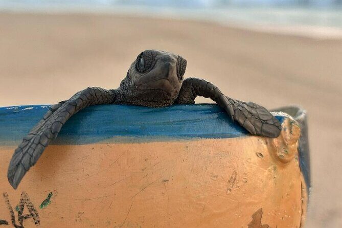 Reptile Eco Tour in Oaxacas Coastal Communities - FAQ: Practical Questions About the Reptile Eco Tour