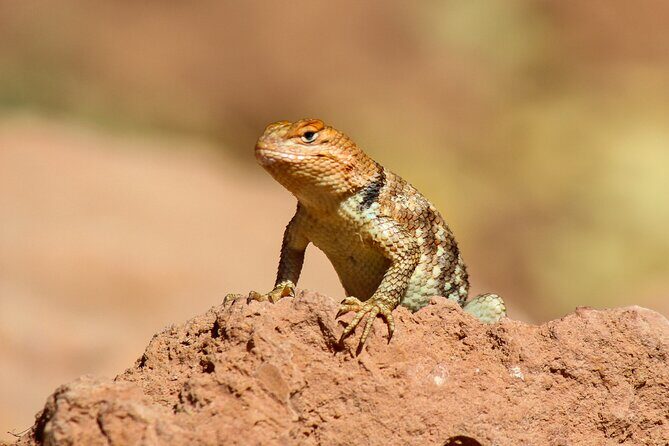 Reptile Hunting in The Sonoran Desert - Exploring the Sonoran Desert: What’s Included?