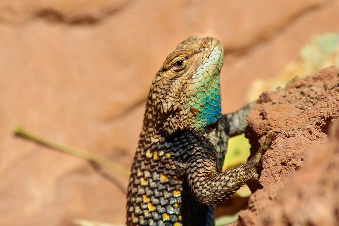 Reptile Hunting in The Sonoran Desert - The Experience in Practice: Authentic Insights from Reviewers