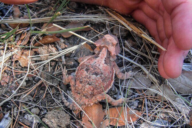 Reptile Hunting in The Sonoran Desert - Practical Details and Tips