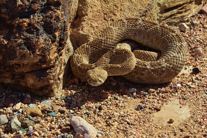 Reptile Hunting in The Sonoran Desert - Final Thoughts