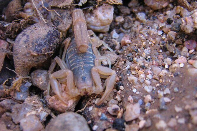 Reptile Hunting in The Sonoran Desert - Frequently Asked Questions