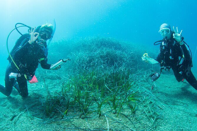 Research diving with a Marine Biologist in Crete - Exploring Marine Life in Crete with a Marine Biologist