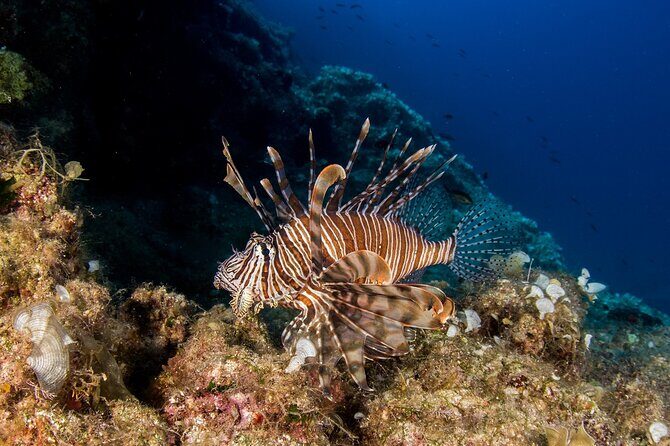 Research diving with a Marine Biologist in Crete - An In-Depth Look at the Marine Biology Diving Experience in Crete