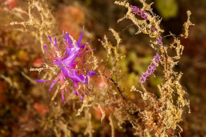 Research diving with a Marine Biologist in Crete - The Sum Up