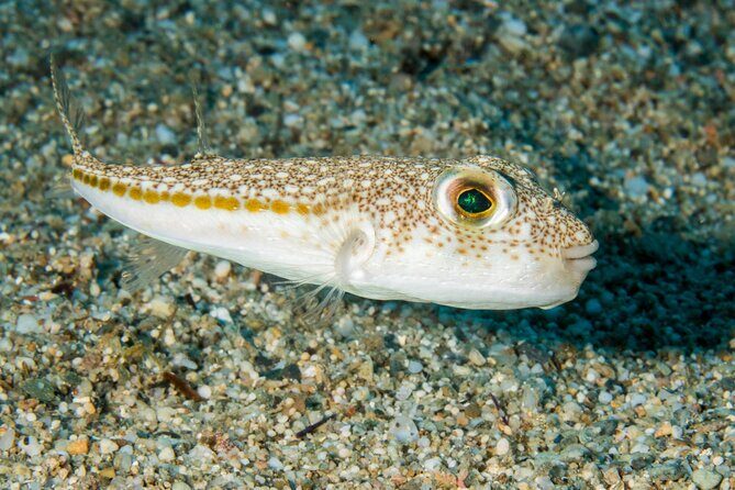 Research diving with a Marine Biologist in Crete - FAQ