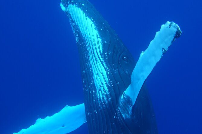 Respectful whale excursion to Tahiti in 4h30 - An In-Depth Review of Your Tahiti Whale-Watching Adventure