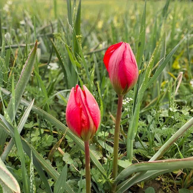 Rethymno: Flower Adventure - Key Points