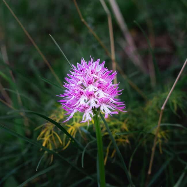 Rethymno: Flower Adventure - The Scenic Walk along the Spili Topical Trail