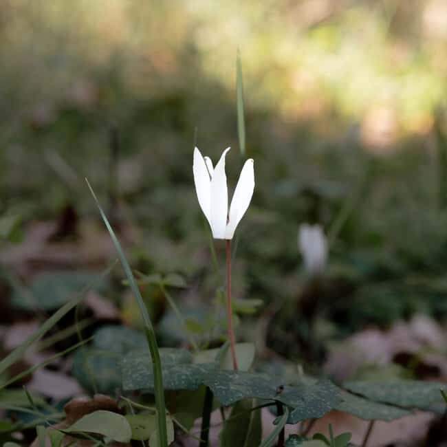 Rethymno: Flower Adventure - Exploring Spili Further