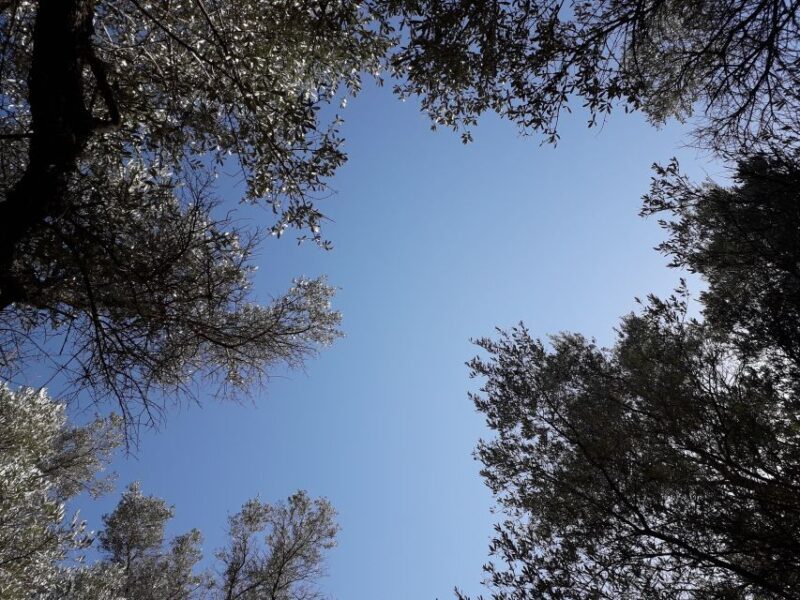 Rethymno: Olive Oil Tasting with Cretan Food Pairing - Key Points