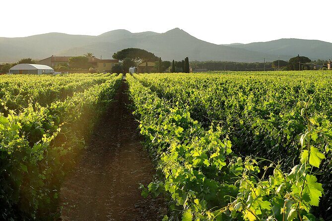 Retrospettiva di Marchesale Wine Tasting and Tour in Bolgheri - Key Points
