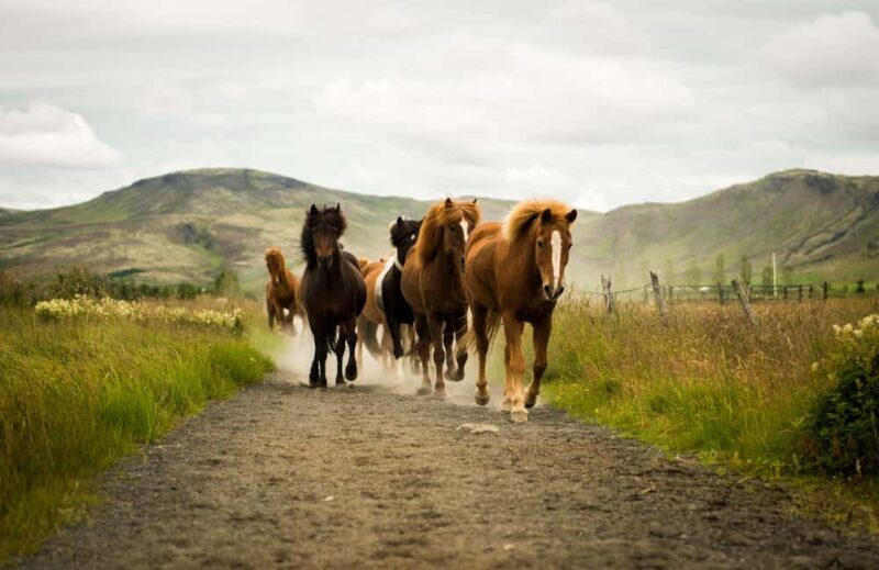 Reykjadalur: Horseback Riding Tour for Families & Beginners - What to Expect During the Tour