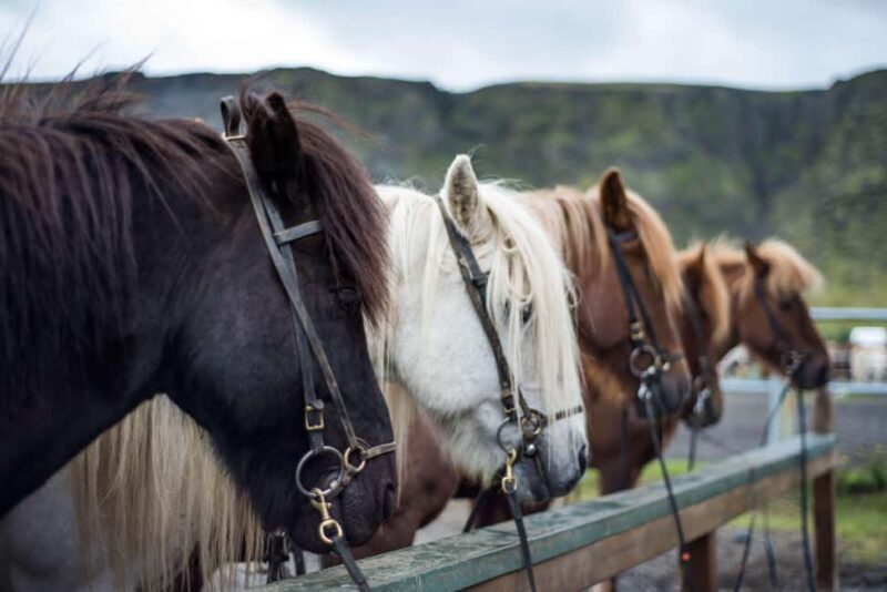 Reykjadalur: Horseback Riding Tour for Families & Beginners - Final Thoughts
