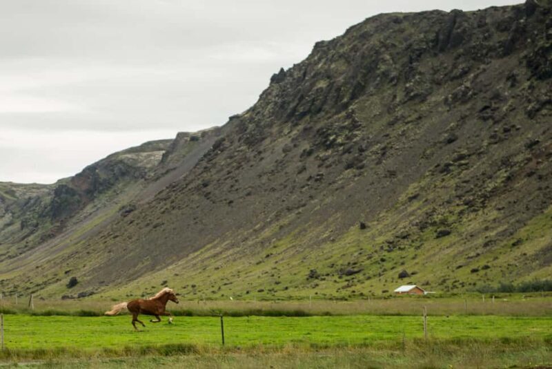 Reykjadalur: Horseback Riding Tour for Families & Beginners - Frequently Asked Questions