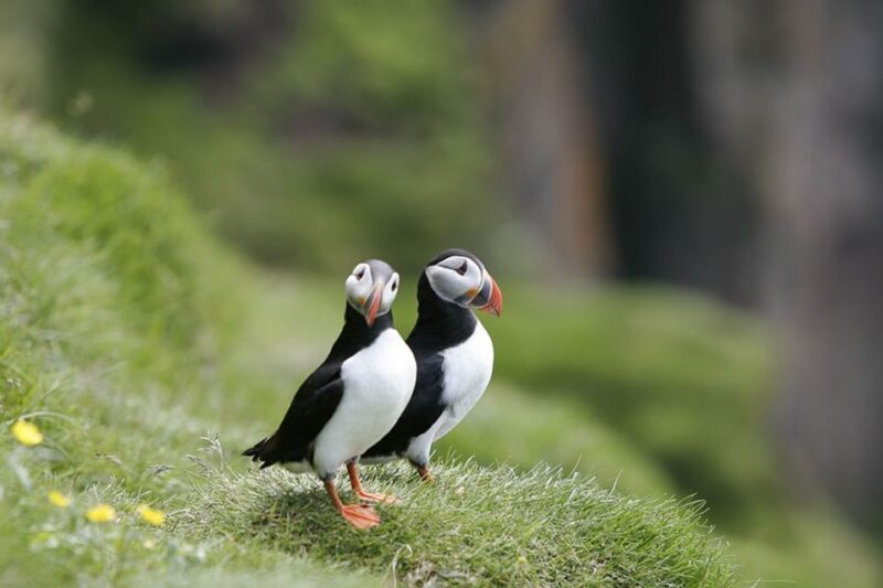 Reykjavik: 1-Hour Puffin Watching Tour - What to Expect from Your Puffin Watching Experience