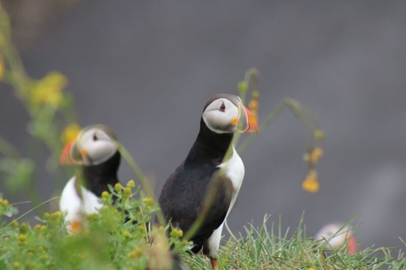 Reykjavik: 1-Hour Puffin Watching Tour - FAQs