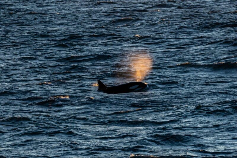 Reykjavik: 9pm Whale Watching Cruise in the Arctic Sun - Key Points