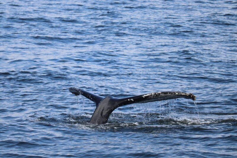 Reykjavik: 9pm Whale Watching Cruise in the Arctic Sun - A Detailed Look at the Experience