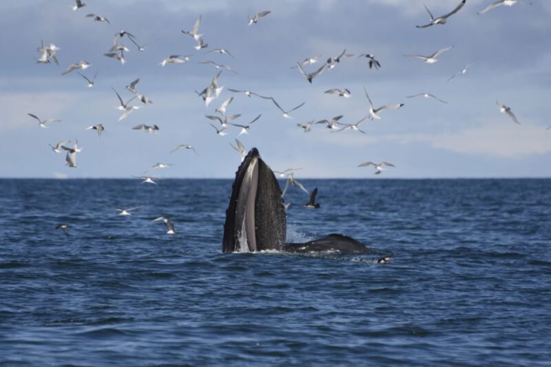 Reykjavik: ATV Ride & Whale Watching Boat Tour - Reykjavik: ATV Ride & Whale Watching Boat Tour — A Balanced Adventure in Iceland