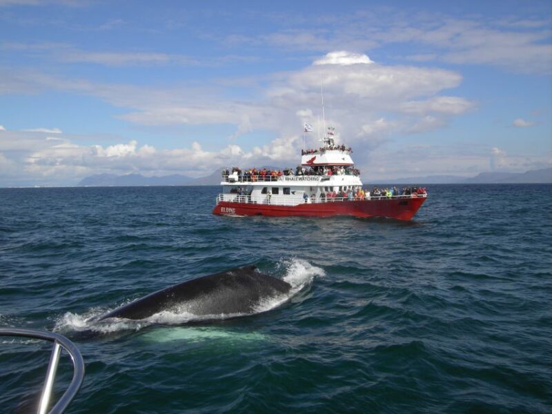 Reykjavik: ATV Ride & Whale Watching Boat Tour - An In-Depth Look at the Experience