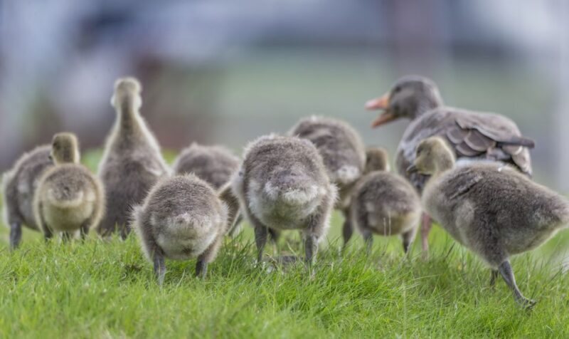 Reykjavík City Card - A Deep Dive into the Reykjavík City Card Experience