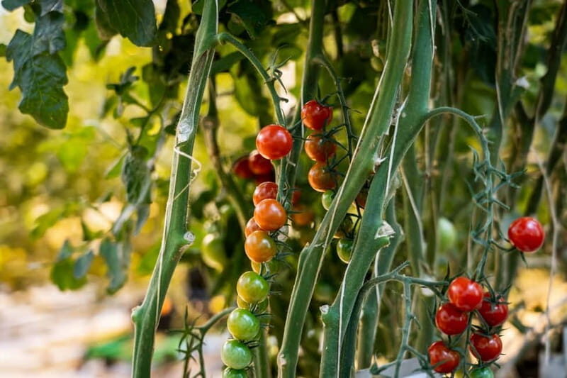 Reykjavik: Full-Day Golden Circle & Geothermal Greenhouse - Authentic Experiences and Insights from Reviews