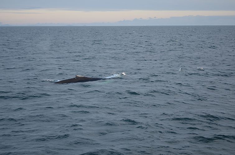 Reykjavik: Midnight Sun Whale Watching Tour - The Sum Up